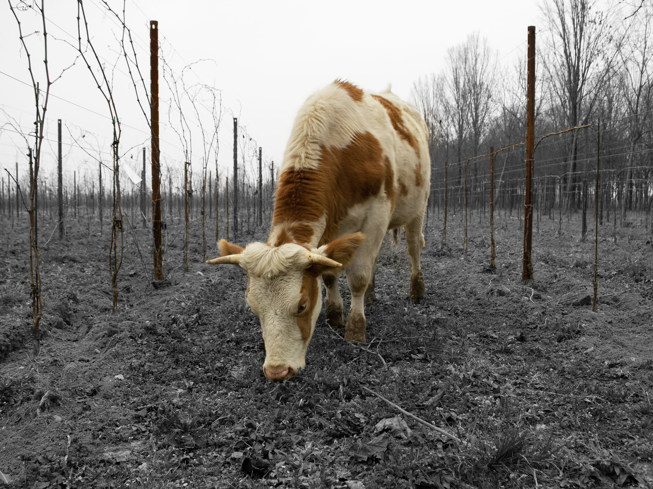 mucca all'interno di un vigneto biologico