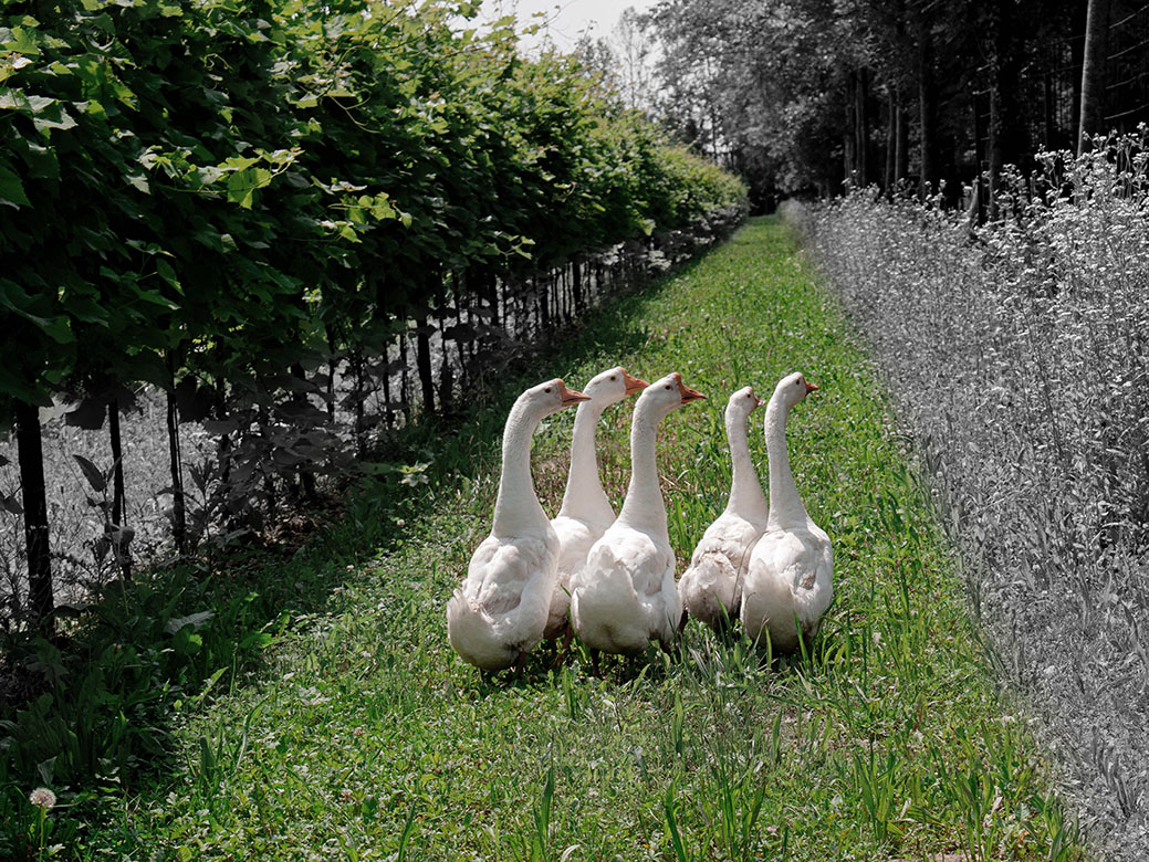 oche all'interno di un vigneto biologico